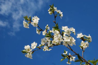 Bahar çiçekleri. Pricot, kayısı, sırık, daha fazla. Çiçek, çiçek.