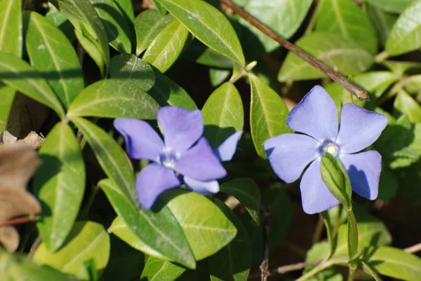 Periwinkle (Vinca) - menekşe çiçekli bir bitki cinsi (Apocynaceae))
