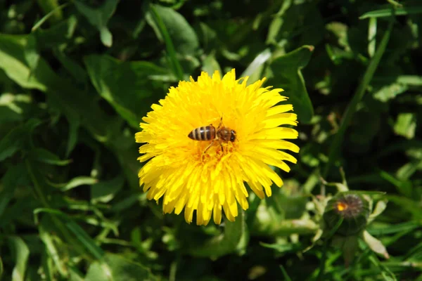 Dandelion (Tarxacum) - Paskalya ailesinin (Latince Asteraceae) daimi bitki cinsi.)