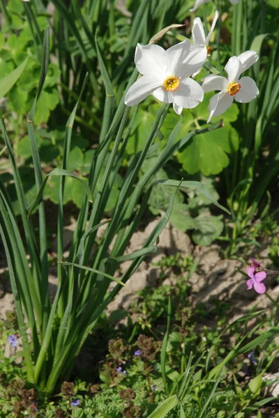 Narcissus, Narcissus, Marcis (Narcissus)