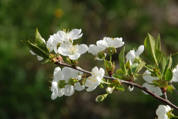 Spring Flowering Trees Apricot Apricot Pole Morel Flowering Flowering — Stock Photo, Image