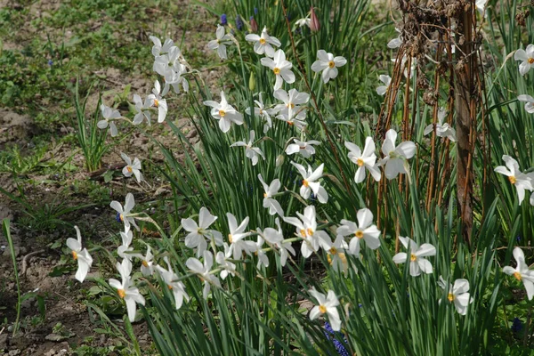 Narcissus, Narcissus, Marcis (Narcissus)