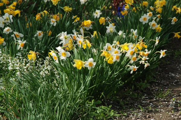 Narcissus, Narcissus, Marcis (Narcissus)