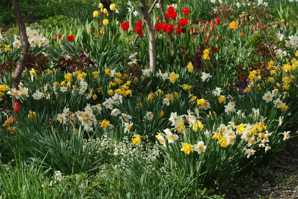 Narcissus, Narcissus, Marcis ve lale