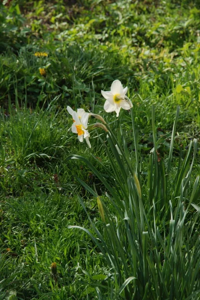 Narcissus Narcissus Marcis Narcissus — Stockfoto