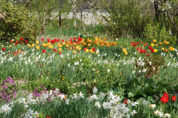 Narcissus, Narcissus, Marcis ve lale