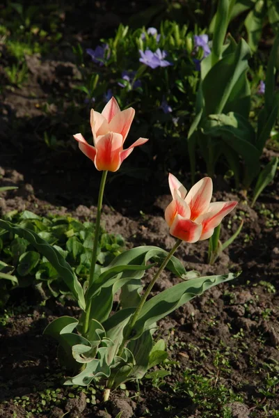Garden Tulip Tulipa Gesneriana — Photo