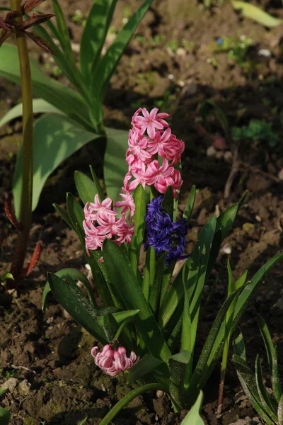 Hyacinth (lat. Hyacnthus, Asparagaceae familyasından bir bitki cinsidir..