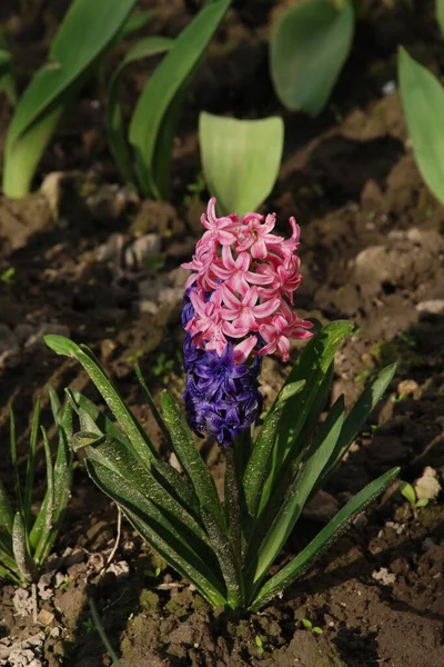 Hyacinth (lat. Hyacnthus, Asparagaceae familyasından bir bitki cinsidir..