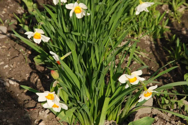 Narcissus, Narcissus, Marcis (Narcissus)