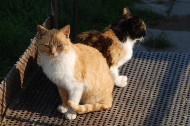 Kedi kedisi (Latince Felis Silvestris catus), kedigiller (Felis) familyasından bir kedi türü.)