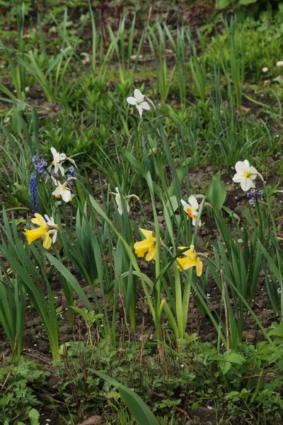 Narcissus, Narcissus, Marcis (Narcissus)