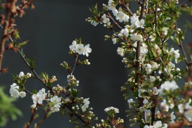 Bahar çiçekleri. Pricot, kayısı, sırık, daha fazla. Çiçek, çiçek.