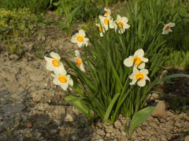 Narcissus, Narcissus, Marcis (Narcissus)