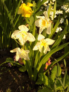 Narcissus, Narcissus, Marcis (Narcissus)