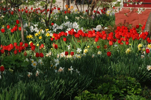 Narcissus, Narcissus, Marcis ve lale