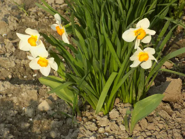 Narcissus, Narcissus, Marcis (Narcissus)