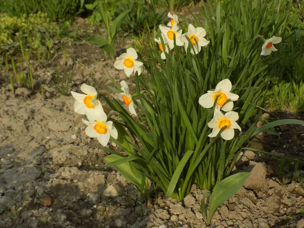 Narcissus, Narcissus, Marcis (Narcissus)