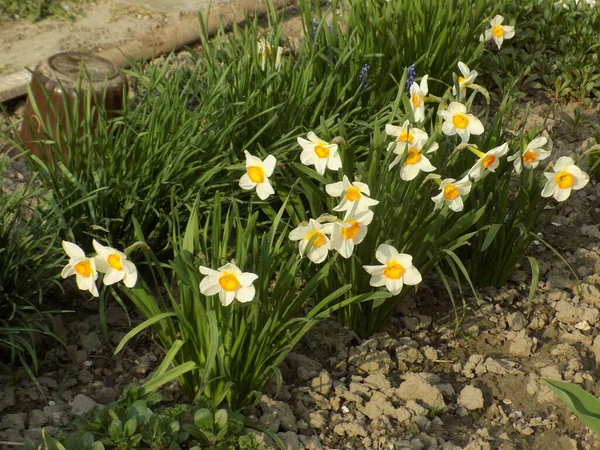 Narcissus Narcissus Marcis Narcissus — Stok fotoğraf