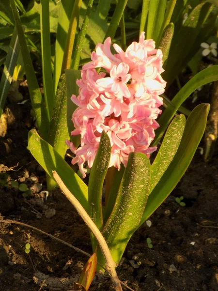 Hyacinth (lat. Hyacnthus, Asparagaceae familyasından bir bitki cinsidir.        
