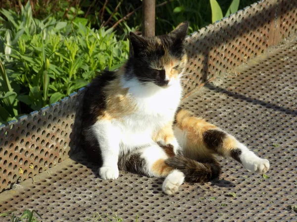 Kattens Katt Eller Kattens Katt Latin Felis Silvestris Catus Liksom — Stockfoto