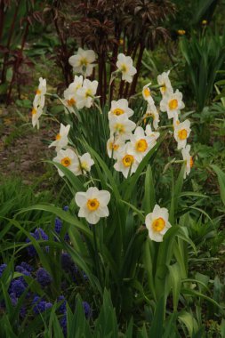 Narcissus, Narcissus, Marcis (Narcissus) 