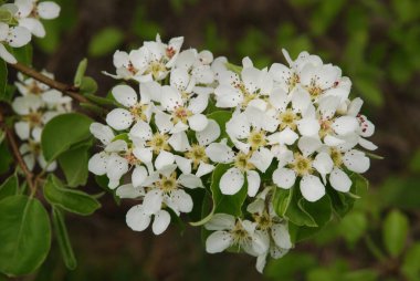 Beyaz elma çiçeği, bahar.