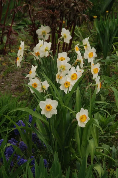 Narcissus, Narcissus, Marcis (Narcissus) 