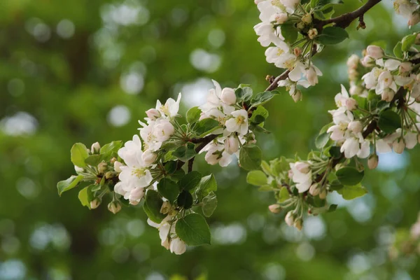 White Apple Blossom Spring — стоковое фото