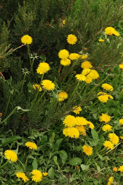 Dandelion Tarxacum Genus Perennial Herbaceous Plants Aster Family Latin Asteraceae — Stock Photo, Image