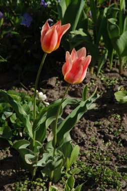 Bahçe lalesi (Tulipa gesneriana)