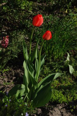 Bahçe lalesi (Tulipa gesneriana)