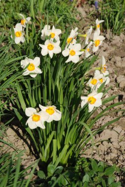 Narcissus, Narcissus, Marcis (Narcissus)