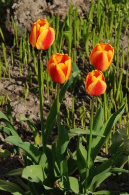 Bahçe lalesi (Tulipa gesneriana)