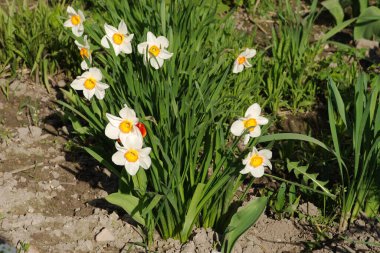 Narcissus, Narcissus, Marcis (Narcissus)