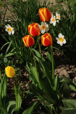 Beyaz nergisler ve kırmızı laleler