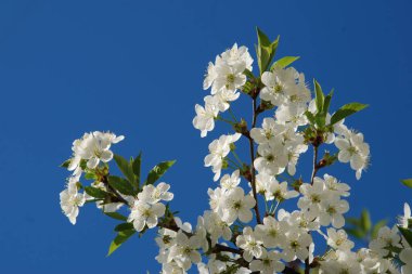 Bahar çiçekleri. Pricot, kayısı, sırık, daha fazla. Çiçek, çiçek.