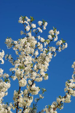 Bahar çiçekleri. Pricot, kayısı, sırık, daha fazla. Çiçek, çiçek.