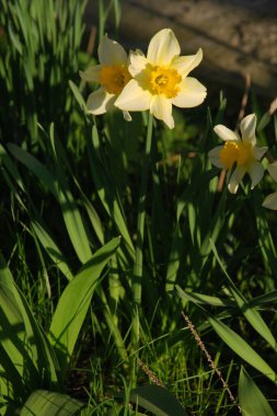 Narcissus, Narcissus, Marcis (Narcissus)