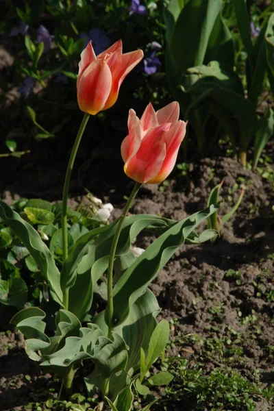 Bahçe lalesi (Tulipa gesneriana)