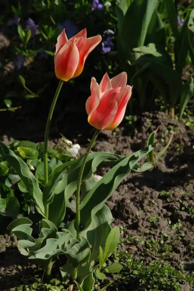Tuintulp Tulipa Gesneriana — Stockfoto
