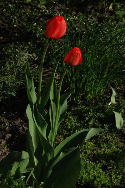 Bahçe lalesi (Tulipa gesneriana)