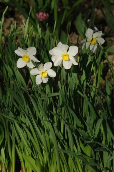 Narcissus Narcissus Marcis Narcissus — Stock Photo, Image