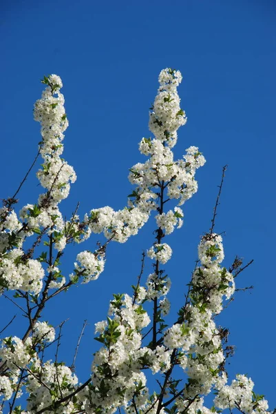 Bahar çiçekleri. Pricot, kayısı, sırık, daha fazla. Çiçek, çiçek.
