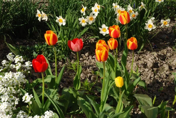 Beyaz nergisler ve kırmızı laleler