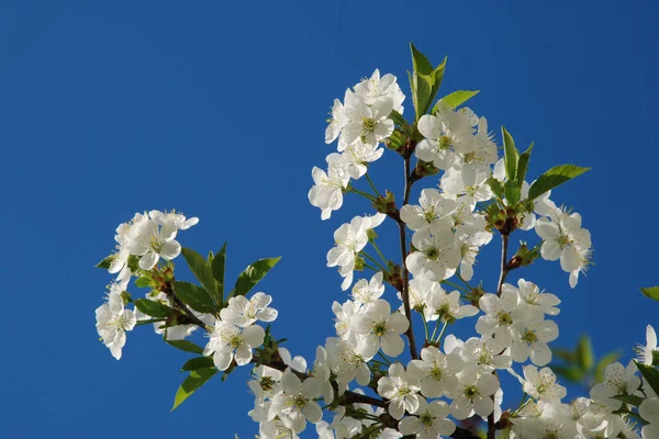 Bahar çiçekleri. Pricot, kayısı, sırık, daha fazla. Çiçek, çiçek.