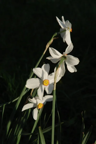 Нарцис Нарцис Маріс Narcissus — стокове фото