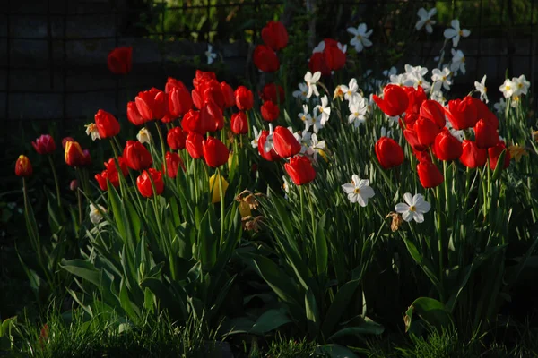 White Daffodils Red Tulips — Stock Photo, Image
