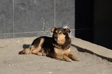 Köpek ya da evcil köpek (Canis lupus familiaris))