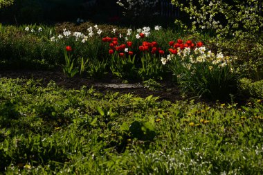 Beyaz nergisler ve kırmızı laleler